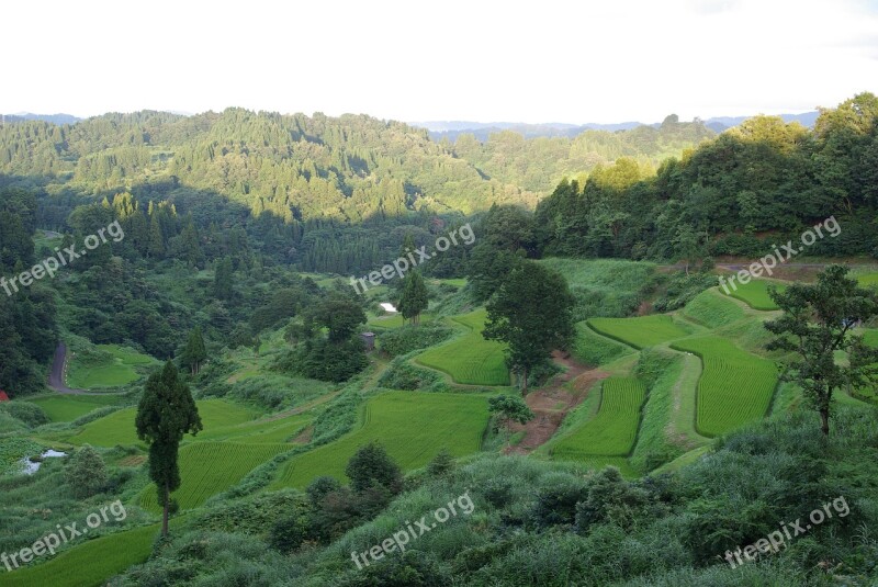 Rice Terraces Japan Green Free Photos