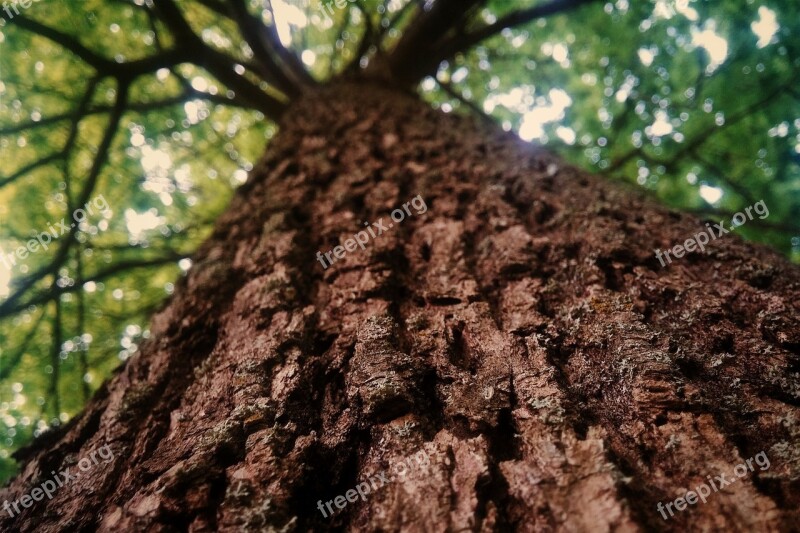 Tree Branches Green Nature Foliage