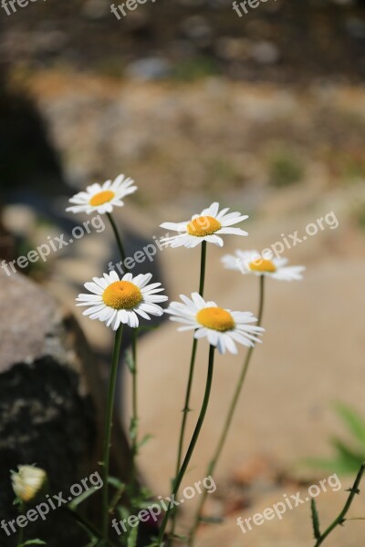 Flowers Spring Park Nature White Flowers