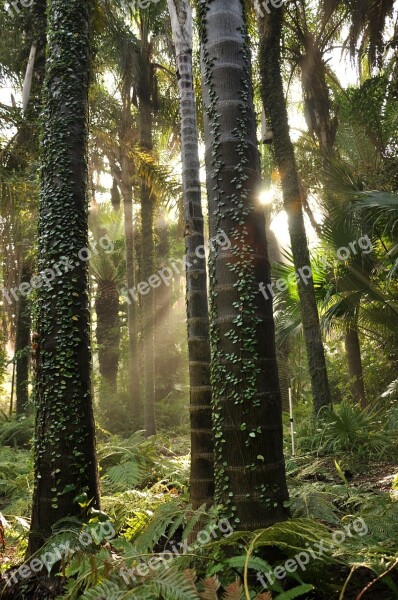 Tree Forest Green Nature Environment