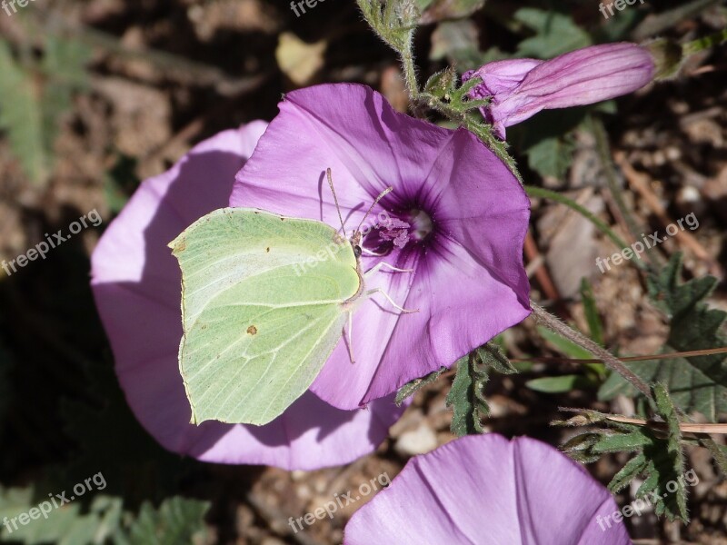 Butterfly Green Flower Spring Nature