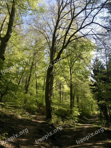 Forest Holy Mountain Heidelberg Free Photos