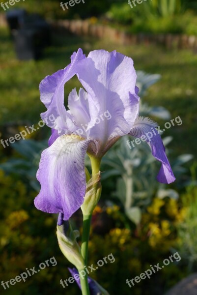 Iris Garden Macro Flower Spring