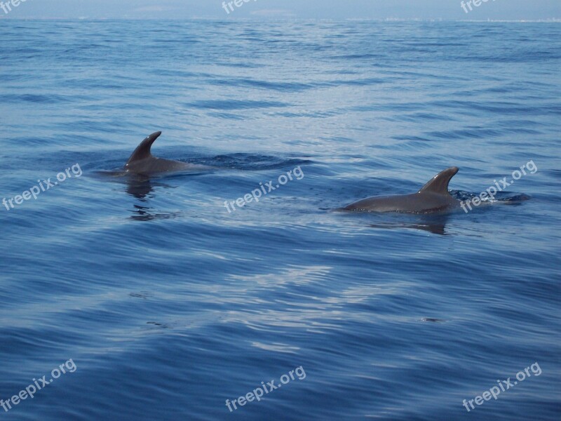 Dolphins Sea Sea Animal Ocean Underwater World