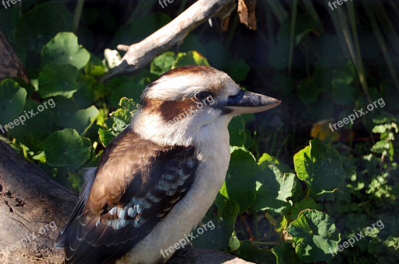 Kookaburra Bird Laughing Australia Free Photos