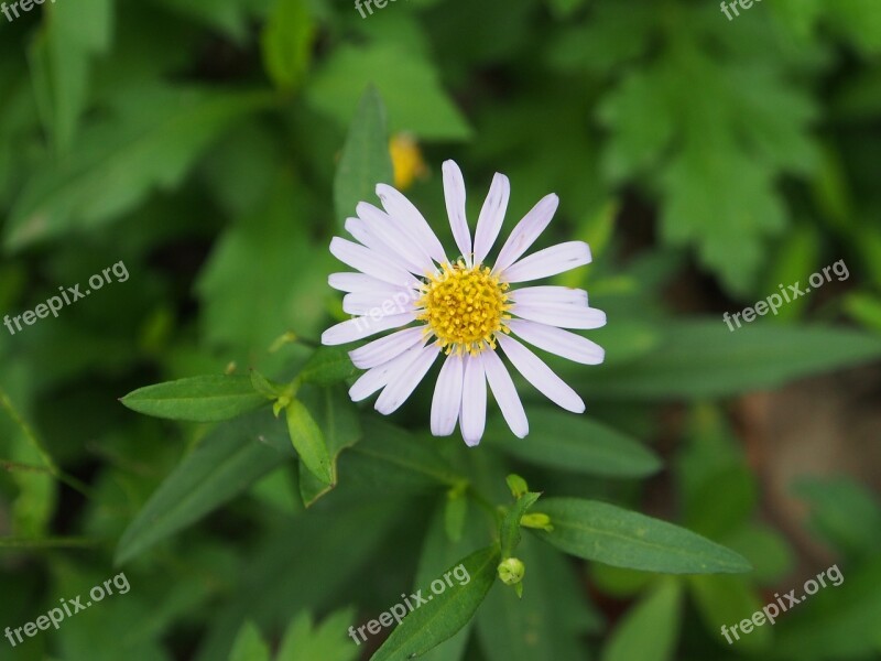 Indian Blanket Flowers White Flower Grass Free Photos