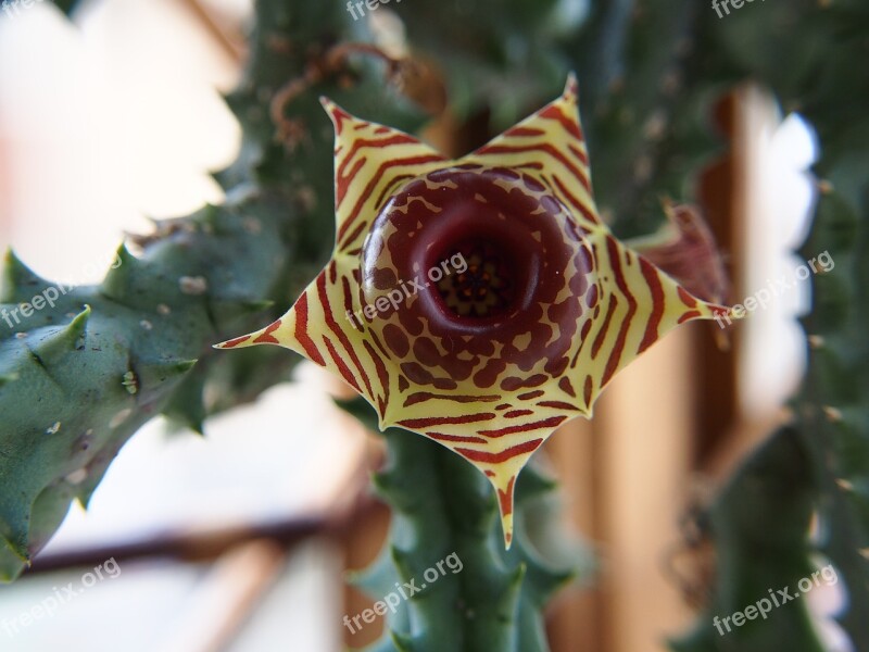 Magic Star Flower Happy Valley 縞 Zebra 蘿 Mo Succulent Plants Huernia Zebrina