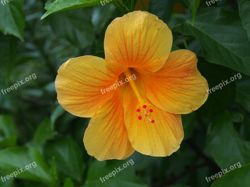 Hibiscus Cleft Yellow Free Photos