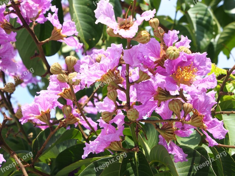 Big Flower Crape Myrtle Pink And Purple Taipei Free Photos