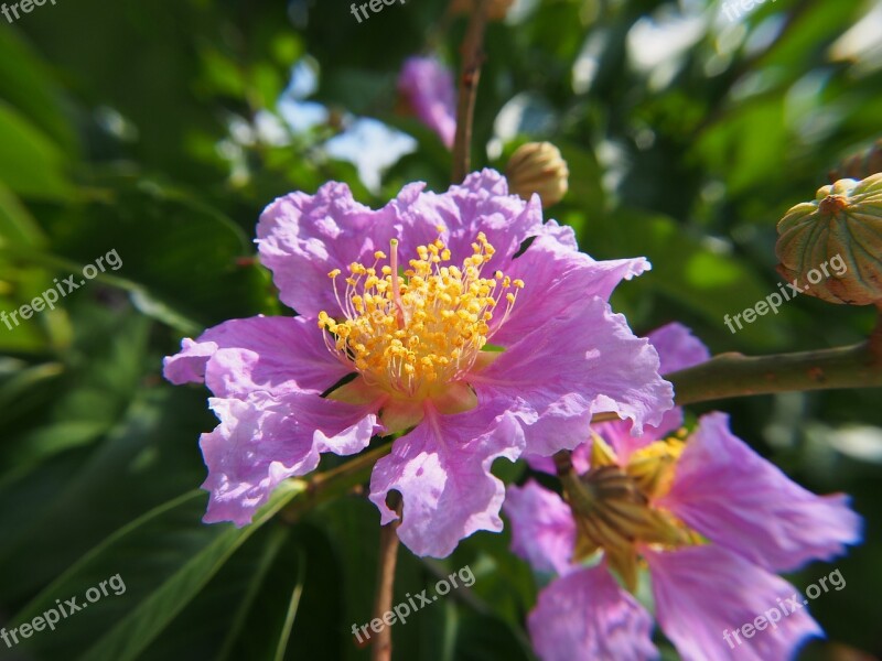 Big Flower Crape Myrtle Pink And Purple Free Photos