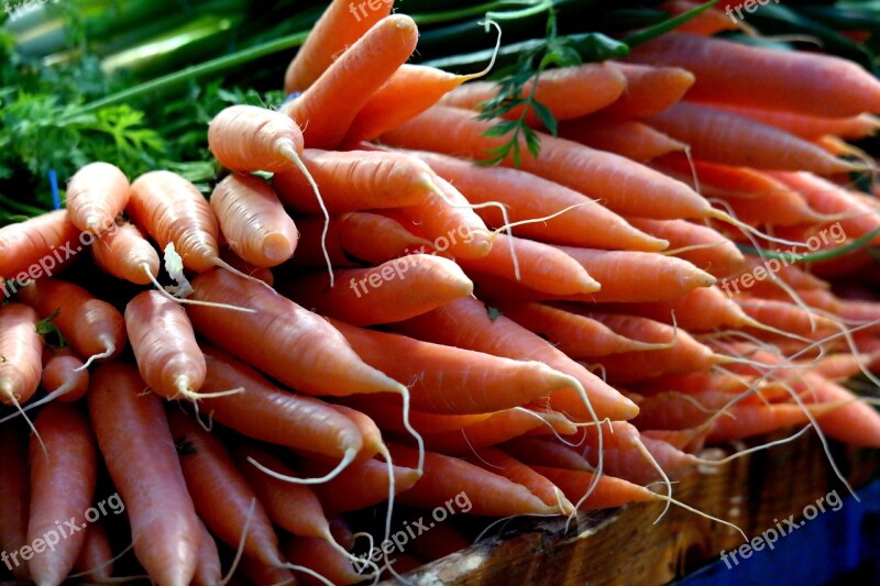 Carrot Food Vegetables Free Photos