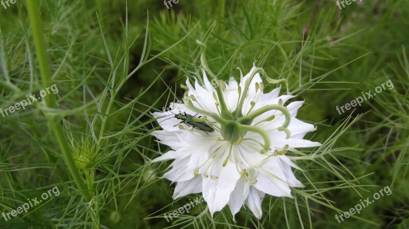 Insect Green Nature White Flower Spring