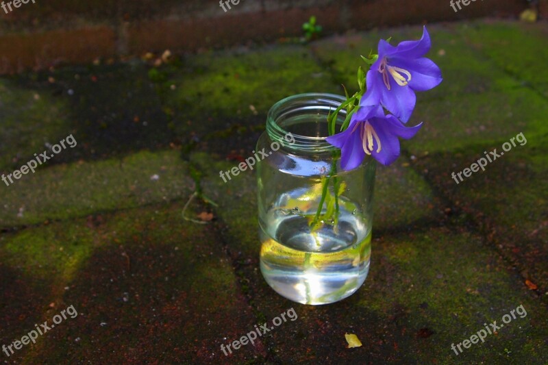 Campanula Vase Water Small Bloom