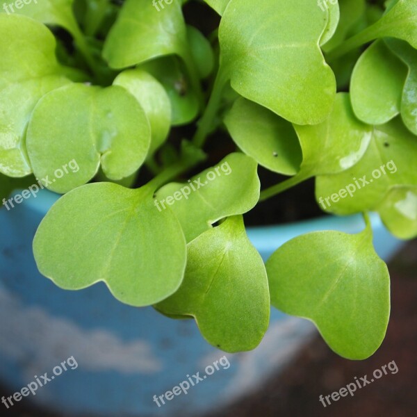 Radishes Leaves Flower Pot Hearts Plants