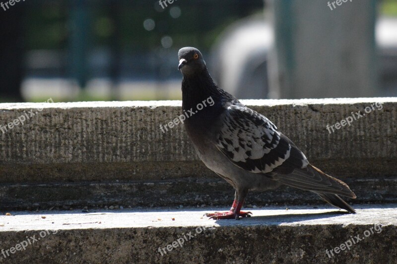 Pigeon Gray Bird Free Photos