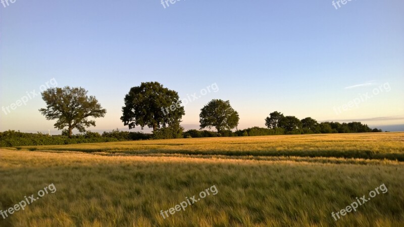 Sunset Cornfield Gold Landscape Field