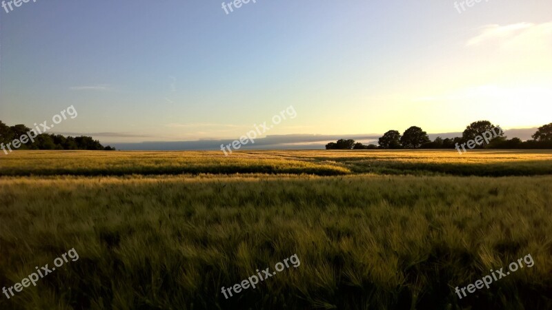 Sunset Cornfield Gold Landscape Field