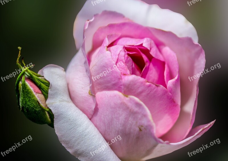 Flower Rose Red Rose Blossom Bloom