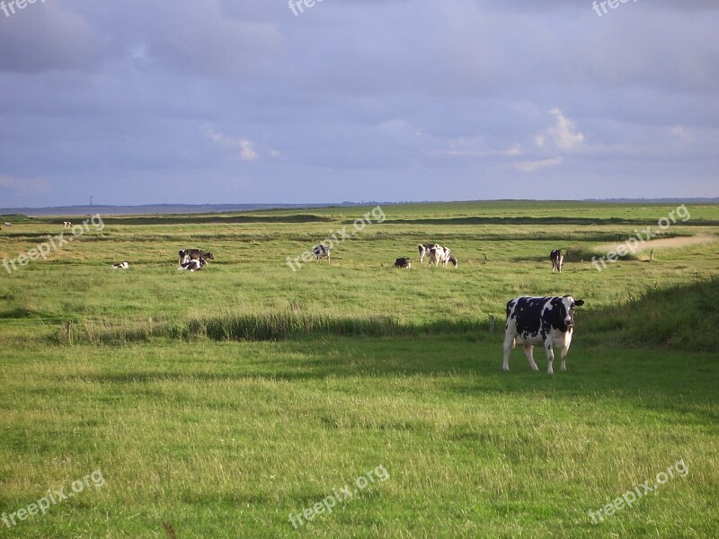 Föhr Landscape Cows Free Photos