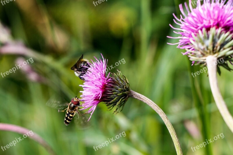 Bee Flower Flowers Insect Plant