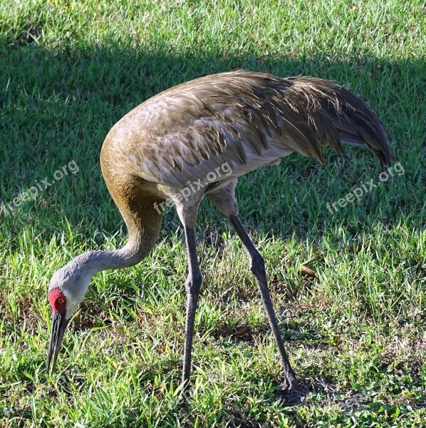 Bird Crane Sandhill Nature Animal