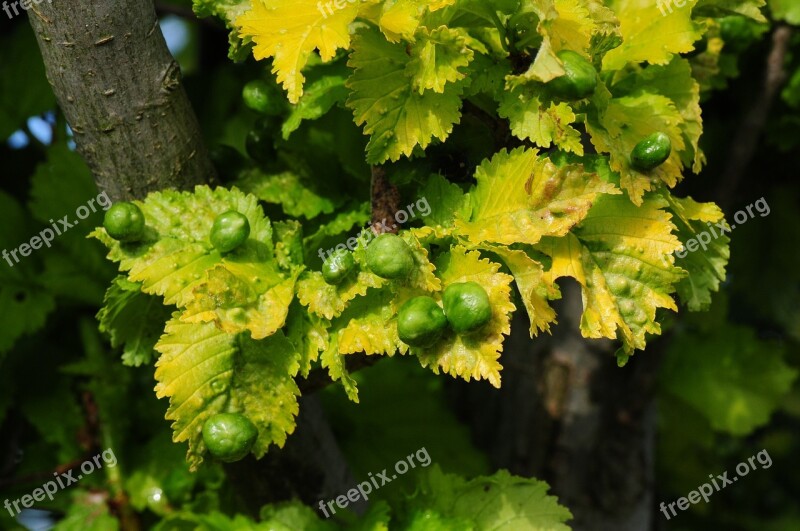 Tree Gold Elm Smith Deciduous Tree Gall Wasp