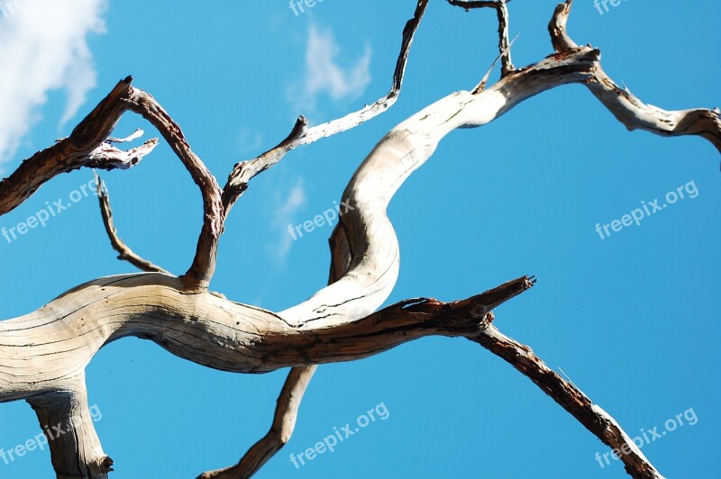 Twigs Blue Sky Flying Nature Landscape