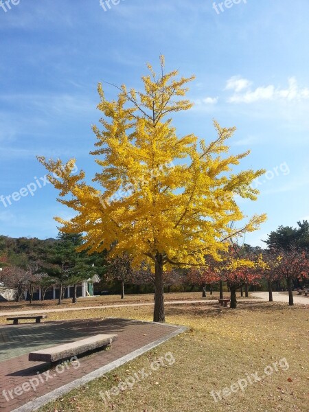 Ginkgo Landscape Yellow Wood Park