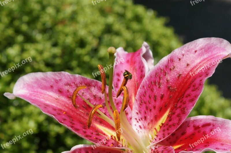 Mother's Day Pink Springtime Seasonal Lily