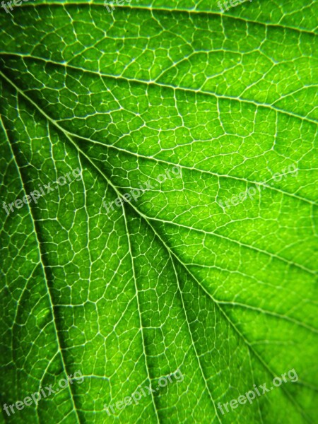 Leaf Plant Leaves Green Green Leaf