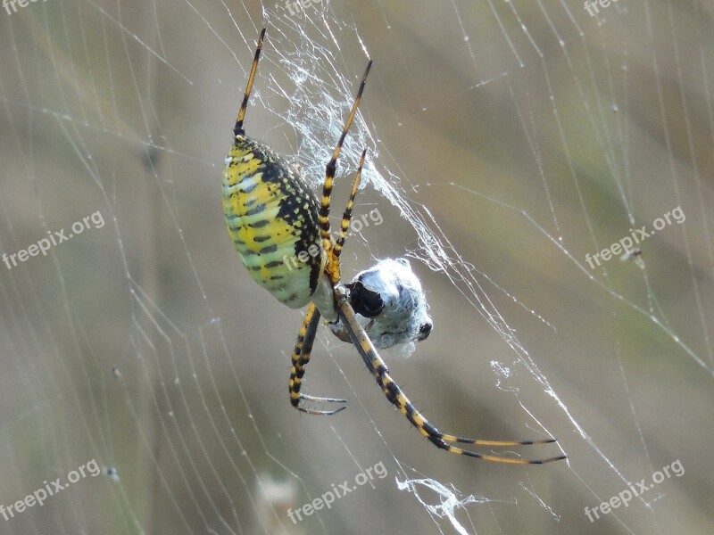 Arachnid Spider Animal Nature Wildlife