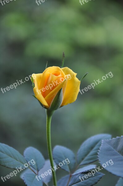 Yellow Roses Summer Rosebud Free Photos