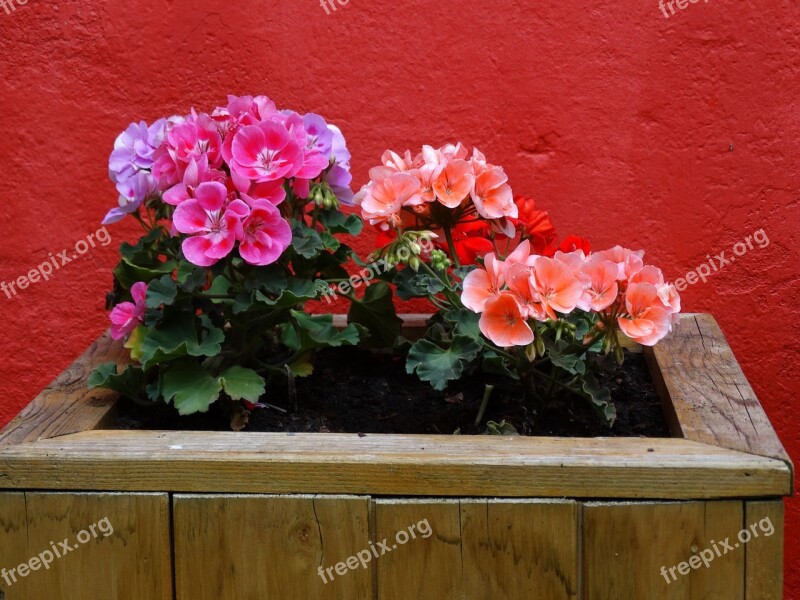 Flowers Geraniums Geranium Pink Red