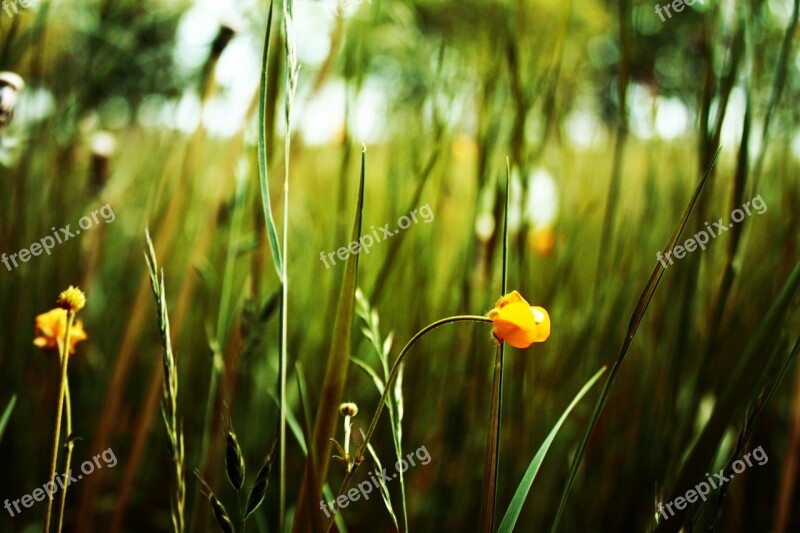 Green Grass Nature Summer Field