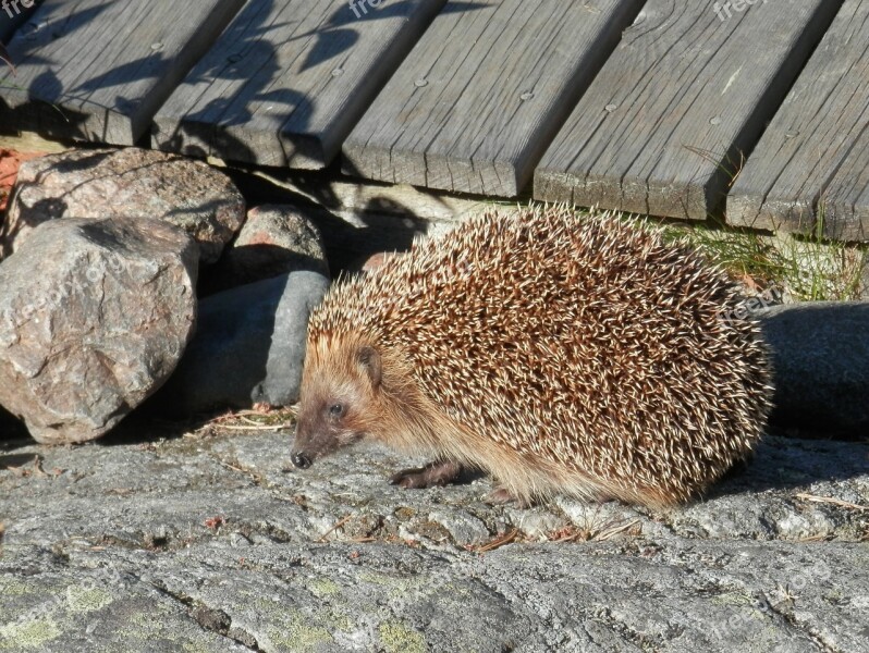 Hedgehog Summer Villa Free Photos