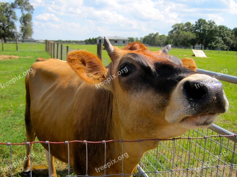 Cow Animal Farm Rural Farming