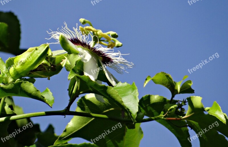 Passion Flower Flower Passion Fruit Passionfruit Passiflora Edulis