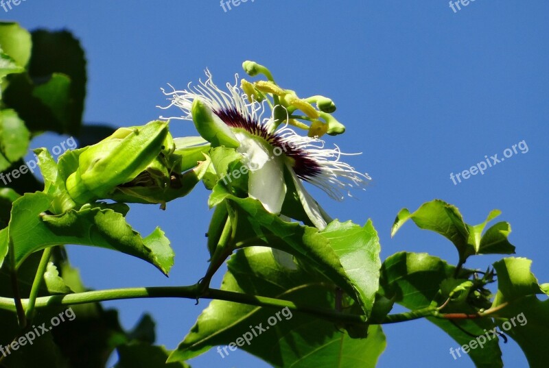 Passion Flower Flower Passion Fruit Passionfruit Passiflora Edulis