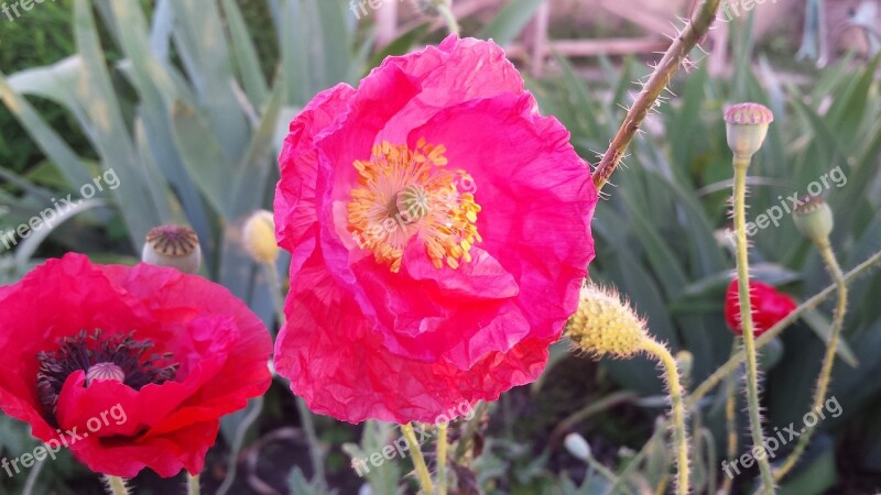 Mack Flowers Red Flowers Garden Dacha