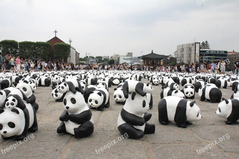 Panda Exhibition Show Exhibit Animal