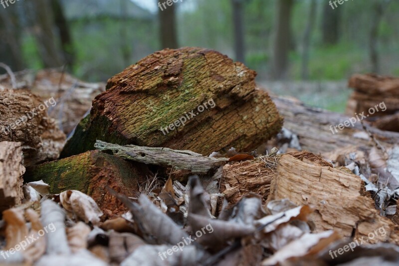 Wood Autumn Nature Forest Tree Stump