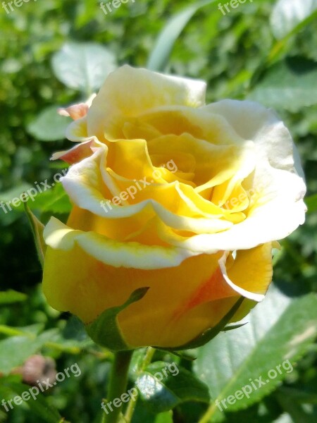 Rose Vicky Flower Buds Yellow Flower