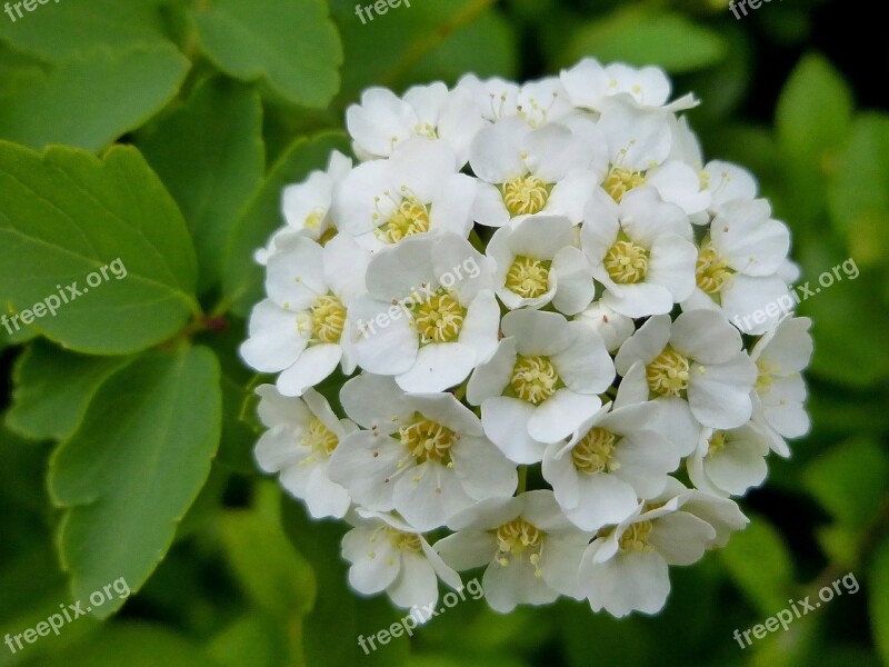 Flower White Tiny Spring Petal