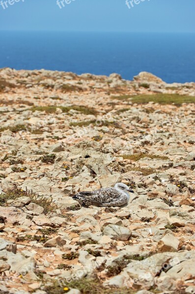 Coast Gull Sea Nature Water Bird