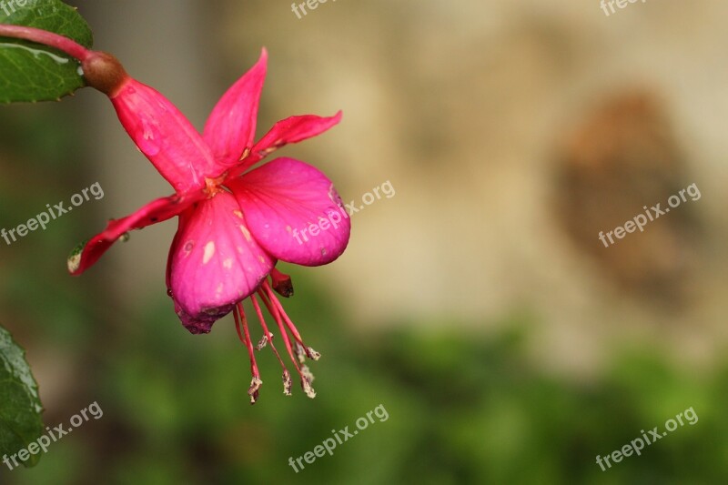 Fuchsia Flower Garden Pink Flower Bell