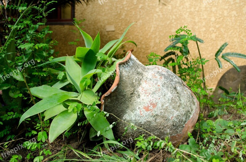 Plant Flowerpot Garden Green Oblivion