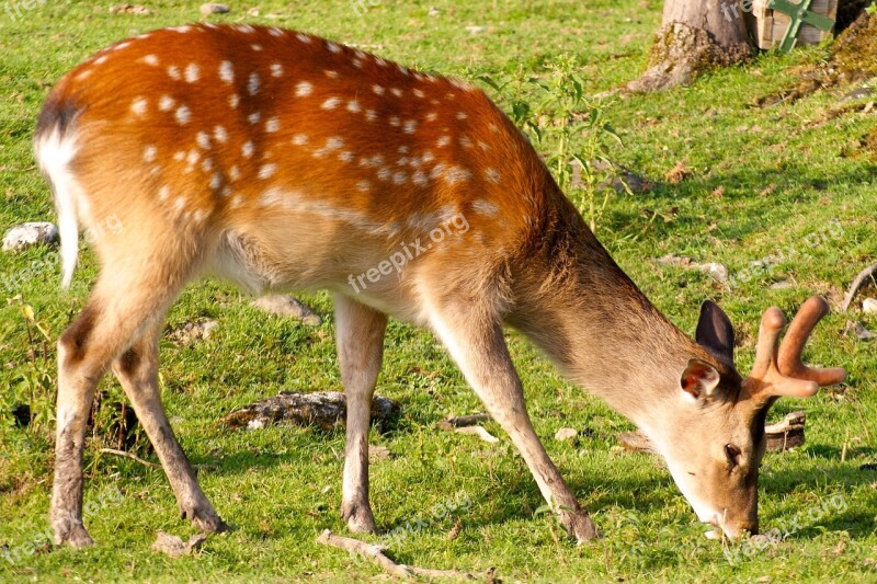 Roe Deer Forest Wild Nature Hirsch