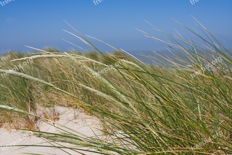 Beach Dunes Coast Ocean Shore