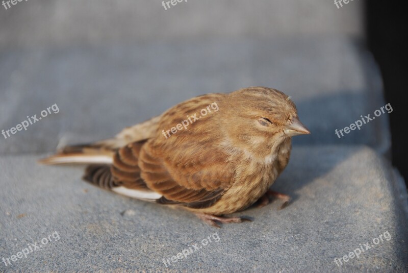 The Sparrow Bird Nature Pen Sleepy Bird