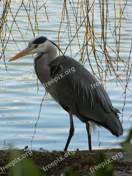 Heron Bird Pond Free Photos